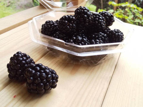 ワインのような深み！大人のブラックベリー｜収穫当日に冷凍 (1kg)