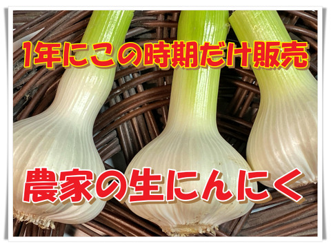 【数量限定⭐️今だけ増量】1年に1回🎉この時期だけの生にんにく🧄500グラム掘りたて みずみずしぃ～