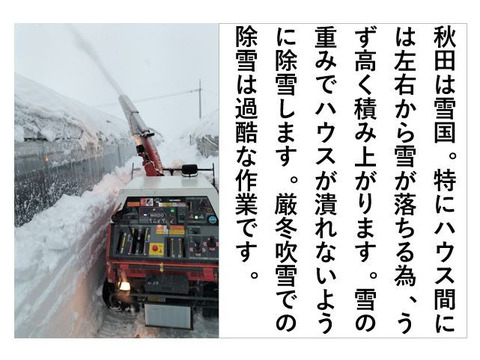 ホウレンソウ【うす紅根っ子、ギシッとした太い軸で野生的！】〈約1.2kg〉