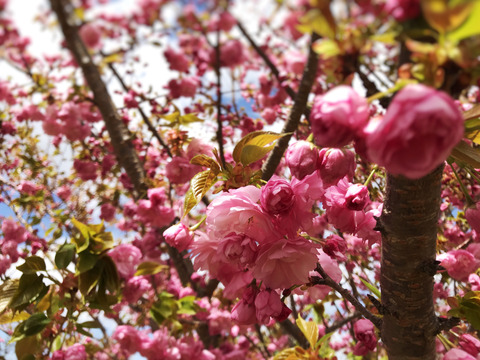 自然栽培米粉のパンケーキミックス　オリジナル・フランボワーズ（ラズベリー）・SAKURA&Green tea 3袋セット