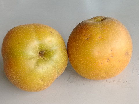 【9/16まで】家庭用!!お買い得!!豊水 3kg (9玉前後)【コンビニ決済不可】