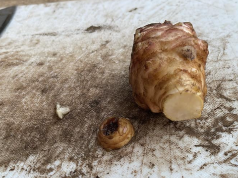 【赤菊芋1.5㎏】高圧洗浄済み・ストロン部のトリミング済み
低カロリーで、食べるインシュリンとも言われイヌリンが豊富です。