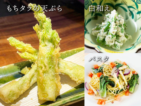 【3月10日頃から順次発送】タラの芽 真ダラ・もちタラ 食べ比べセット