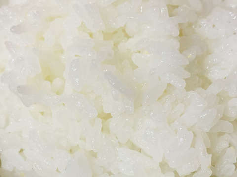 【令和３年産 新米１０ kg 】本当においしいお米食べた事ありますか？(熊本県特産 森のくまさん)即日発送！※玄米でも発送可能です！