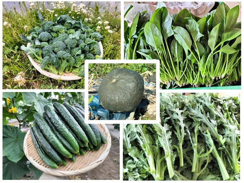 冬野菜もりもりセットA（５種類）