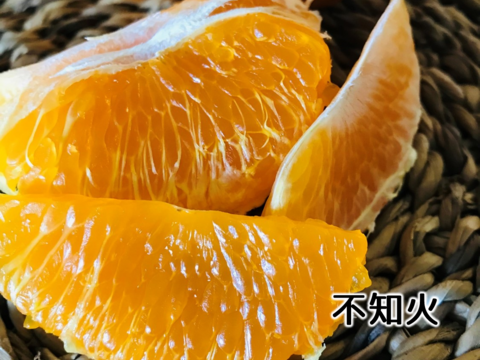 仲屋の柑橘○種 食べ比べセット 2kg 仲屋 海瀬農園 バラエティ