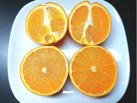 最安値 大三島ネーブル 5㎏【農薬・化学肥料不使用】【熨斗(のし)対応 果物