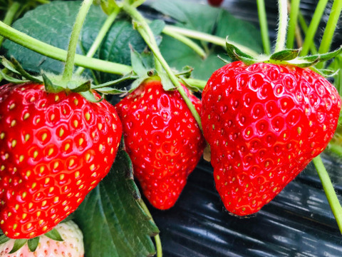 [2024いちご博銀賞受賞]
めちゃ甘冷凍いちご‼️1キロ