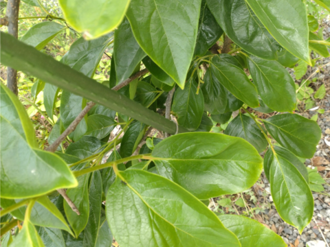 柿の生葉100枚🌿柿の葉茶、柿の葉寿司、天ぷら等に🌿豊富なビタミンC（レモンの10〜20倍）免疫力アップや美肌効果☆熱に強く体内でビタミンCに変わる「プロビタミンC」☆自然栽培🌿農薬、除草剤等不使用