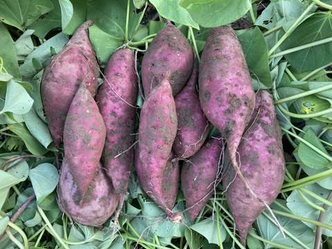 さつまいも【シルクスイート】3kg