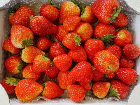 栃木県産とちあいか！たっぷり約1kg！規格外のため格安！甘くて酸味が少ない品種です！