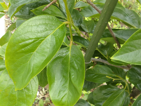柿の生葉100枚🌿柿の葉茶、柿の葉寿司、天ぷら等に🌿豊富なビタミンC（レモンの10〜20倍）免疫力アップや美肌効果☆熱に強く体内でビタミンCに変わる「プロビタミンC」☆自然栽培🌿農薬、除草剤等不使用