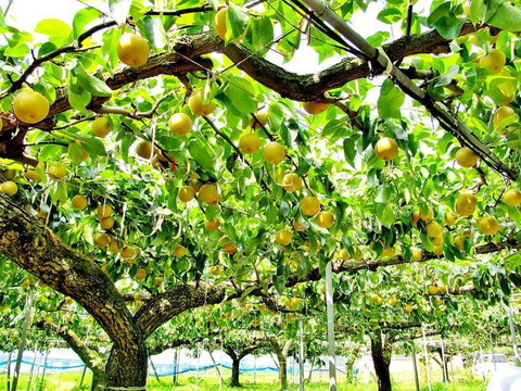 無添加・果実の美味しさそのまま！果樹農家の梨まる搾りジュース　720ml×8本入