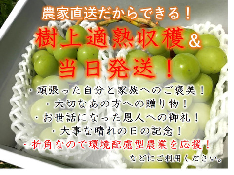 【農薬節減】甘くて美味しい自慢のシャインマスカット（3房 約1.8kg）