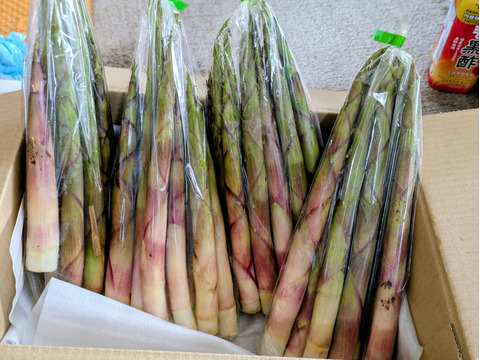 【天然】熊も大好き!新潟県産標高1200mの根曲がり竹（２kg）　収穫日に発送 姫竹 チシマザサ 筍 山菜 竹の子 根曲がり竹の子 根曲がり竹