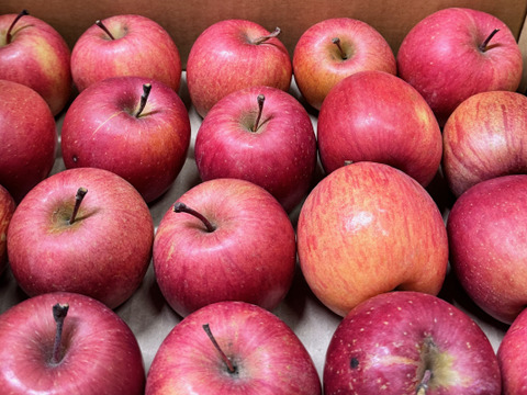 【ジュース加工用・極小玉 バラ詰め】サンふじ🍎約2.7Kg🍎手のひらサイズ　加工用りんご　青森県産　数量限定