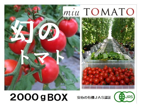 【2000g】 名古屋の《甘》有機栽培オーガニックミニトマト【飯田農園】miuトマト🍅