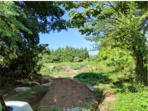 春先の柔らかなおまかせ野草セット🌿カラスノエンドウ、スギナ、ヨモギ、ハコベ、オオバコ、オオイヌフグリ、コツブツメクサ、カタバミ、その他 ※タイミングによって変化します※不用な野草はご連絡ください