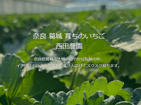 奈良ブランド苺古都華！贅沢まるごと冷凍『冷凍古都華』1キロ入り