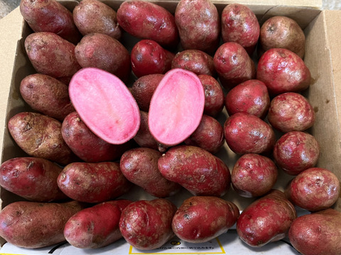 【販売期間終了間近SALE〜2/28】北海道　じゃがいも　ノーザンルビー8kg  ジャガイモ　ほくほく　旨い！