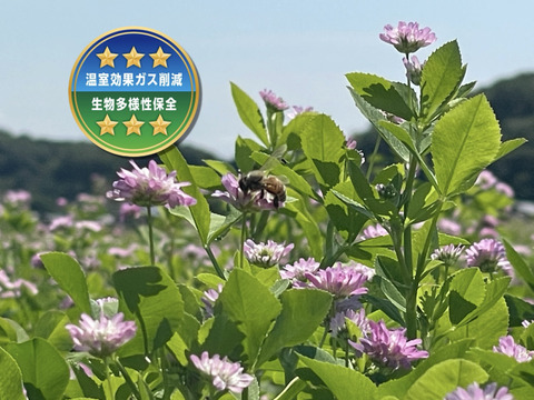 ラスト🎉🔵令和6年産 🔵 化学肥料不使用‼️クローバーで育てた幻