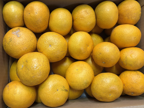 2026 新鮮でプリプリ！和歌山県産木なり八朔 S～2L サイズ混合 10㎏