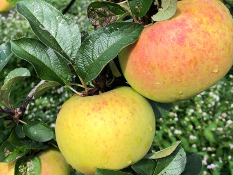 青森県産りんご　アンビシャス　家庭用【5㎏　12～25個入り】