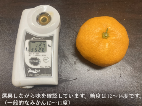 【貯蔵熟成で濃い甘み】濃蜜 青島みかん 5kg｜静岡県から産地直送（糖度12～14度）