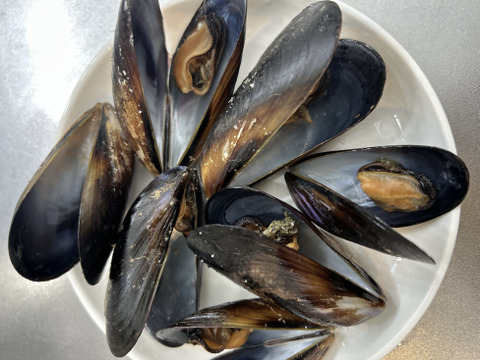 お得！ムール貝（ムラサキイ貝）約2.5kg