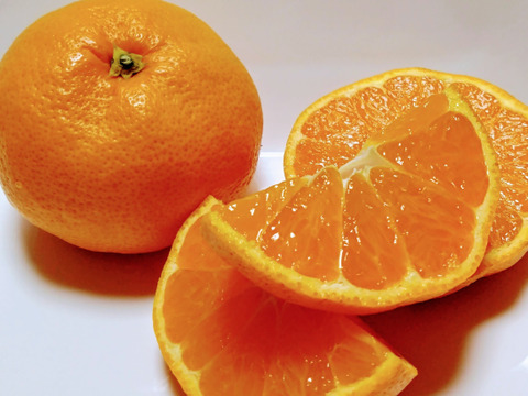 大玉１０キロ【和歌山　有田みかん】たっぷり！！