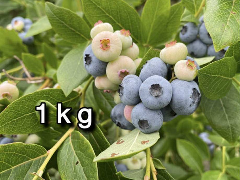 【品種：パトリオット】冷凍ブルーベリー•1kg（道産自然栽培）※まとめ買い対応