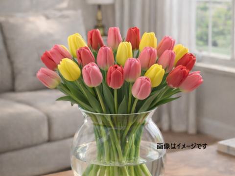 フラワーファームしろねのチューリップ　3色ミックス30本（赤系・黄色系・桃系） 　※北海道・沖縄県配送不可※