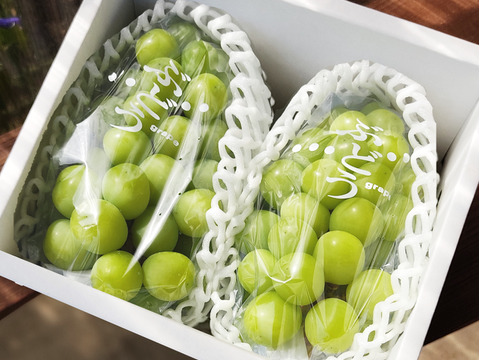 【冬ギフト】完熟シャインマスカット1㎏以上