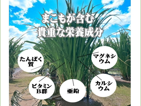 阿波まこも茶 25g×1P｜神聖な草「まこも」から生まれたお茶