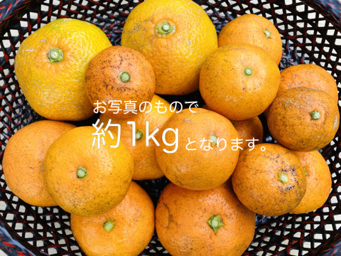 【酸味と甘さの黄金比率】5kg『金の蜜柑』【人氣サイズ】