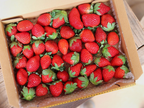 【朝摘み完熟】南国土佐 完熟夏秋いちご お試し７００ｇ 農薬不使用 自然栽培 四万十産