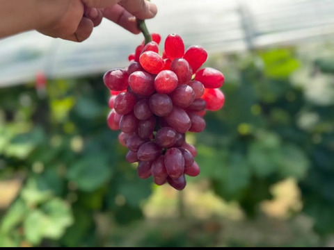 クイーンセブン！愛媛県西条市産900gから3房　家庭用