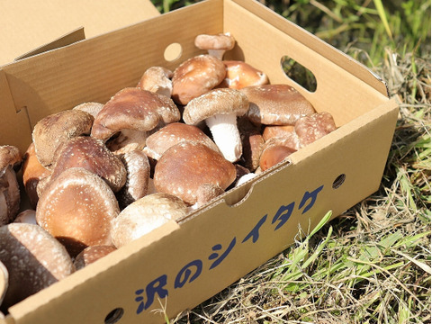 収穫後3日以内にお届け!個性豊かな、ちょいワル椎茸500g
