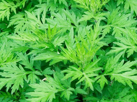 まる様専用セット商品(ヨモギ茶20gもぐさ100g)