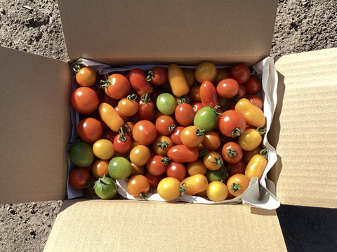 【夏ギフト】カラフルミニトマト食べ比べセット　1.5kg