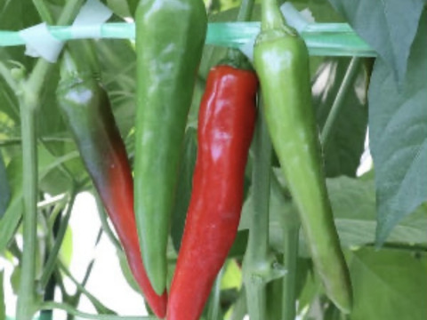 【通年農薬完全不使用】国産韓国唐辛子（赤と青混合） 500g
生ですが、乾燥まではなっていません。