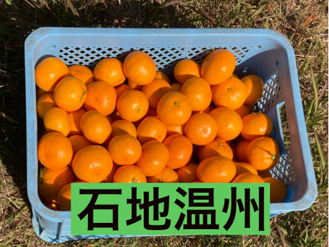 【幻のみかん】絶品！高級品種！　美味しさ間違いなし石地中生　３kg