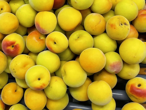 完熟 南高梅 10kg：和歌山県産の南高梅｜食べチョク｜産地直送(産直