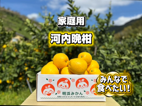 🍊今が旬！！🍊【御家庭用】　7.0㎏　天晴晩柑！（河内晩柑）