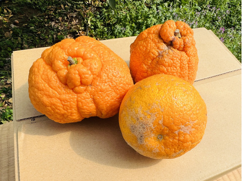 【訳あり】数量限定 ご家庭用にどうぞ！今季最後の【不知火 露地栽培】５キロ 大小傷ありサイズばらばら