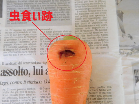 【数量限定】大分県産人参5kg（規格外のＢ品も含む無選別品・栽培期間中農薬、化学肥料不使用）