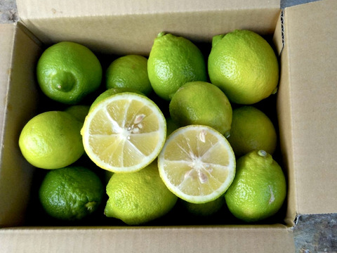 自然栽培！！瀬戸内の『早撮りレモン』2kg ご注文いただいてから収穫いたします。