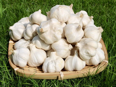 【メール便】くわはら農園の熊本マイルド(乾燥)にんにくS玉(直径4〜5cm)500g(20個前後)　農薬・化学肥料不使用　＜注意！！■日時指定不可■注意！！＞