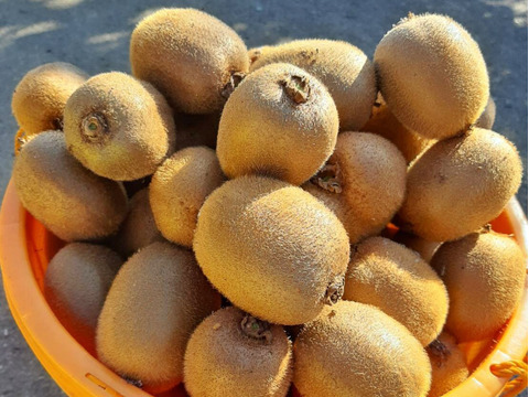 安心のオーガニック 和歌山県産有機栽培キウイフルーツ（Lサイズ12個1.8kg）