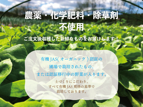 オーガニック旬彩サラダセット10袋　【有機JAS認証】